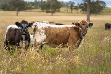 Avustralya 'daki güzel sığırlar ot yer, otlakta otlarlar. Tarımsal bir çiftlikte yetiştirilen sığır sürüsü. İlkbaharda sürdürülebilir tarım