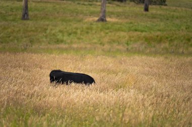 Altın Avustralya Çiftliği, yemyeşil çimleri, tarlada inekleri, sakızlı manzarası var. Geniş Kırsal Araziler ve Avustralya 'da sürdürülebilir yenilenebilir tarım için ilkbaharda