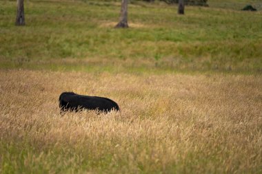 Avustralya 'daki güzel sığırlar ot yer, otlakta otlarlar. Tarımsal bir çiftlikte yetiştirilen sığır sürüsü. İlkbaharda sürdürülebilir tarım