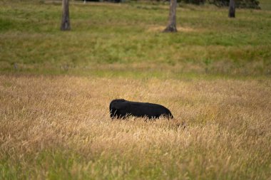 Avustralya 'daki güzel sığırlar ot yer, otlakta otlarlar. Tarımsal bir çiftlikte yetiştirilen sığır sürüsü. İlkbaharda sürdürülebilir tarım