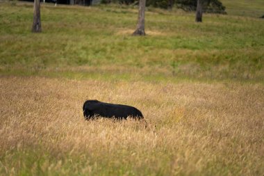 Avustralya 'daki güzel sığırlar ot yer, otlakta otlarlar. Tarımsal bir çiftlikte yetiştirilen sığır sürüsü. İlkbaharda sürdürülebilir tarım