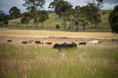 Altın Avustralya Çiftliği, yemyeşil çimleri, tarlada inekleri, sakızlı manzarası var. Geniş Kırsal Araziler ve Avustralya 'da sürdürülebilir yenilenebilir tarım için ilkbaharda