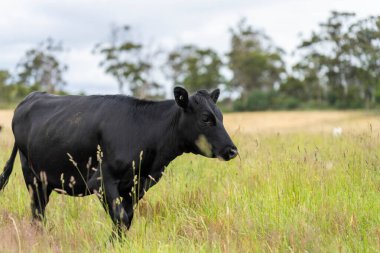 Avustralya 'daki güzel sığırlar ot yer, otlakta otlarlar. Tarımsal bir çiftlikte yetiştirilen sığır sürüsü. İlkbaharda sürdürülebilir tarım