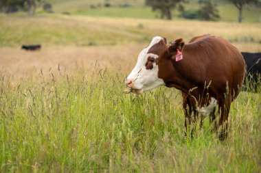 Altın Avustralya Çiftliği, yemyeşil çimleri, tarlada inekleri, sakızlı manzarası var. Geniş Kırsal Araziler ve Avustralya 'da sürdürülebilir yenilenebilir tarım için ilkbaharda