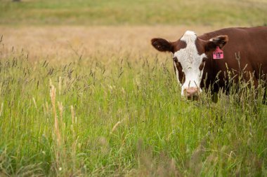 Altın Avustralya Çiftliği, yemyeşil çimleri, tarlada inekleri, sakızlı manzarası var. Geniş Kırsal Araziler ve Avustralya 'da sürdürülebilir yenilenebilir tarım için ilkbaharda