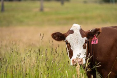 Avustralya 'daki güzel sığırlar ot yer, otlakta otlarlar. Tarımsal bir çiftlikte yetiştirilen sığır sürüsü. İlkbaharda sürdürülebilir tarım