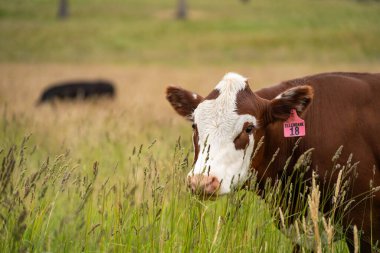 Avustralya 'daki güzel sığırlar ot yer, otlakta otlarlar. Tarımsal bir çiftlikte yetiştirilen sığır sürüsü. İlkbaharda sürdürülebilir tarım
