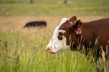 Avustralya 'daki güzel sığırlar ot yer, otlakta otlarlar. Tarımsal bir çiftlikte yetiştirilen sığır sürüsü. İlkbaharda sürdürülebilir tarım
