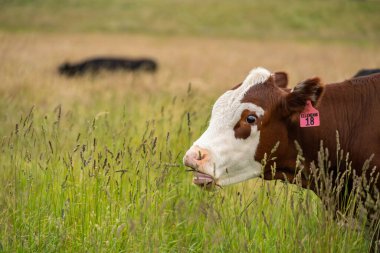 Avustralya 'daki güzel sığırlar ot yer, otlakta otlarlar. Tarımsal bir çiftlikte yetiştirilen sığır sürüsü. İlkbaharda sürdürülebilir tarım