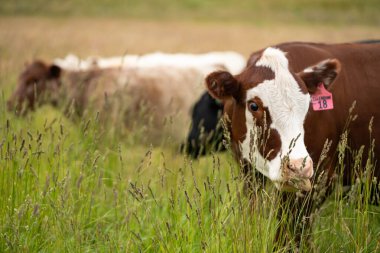 Avustralya 'daki güzel sığırlar ot yer, otlakta otlarlar. Tarımsal bir çiftlikte yetiştirilen sığır sürüsü. İlkbaharda sürdürülebilir tarım