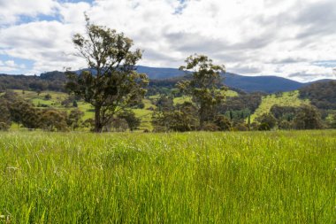 Altın Avustralya Çiftliği, yemyeşil çimleri, tarlada inekleri, sakızlı manzarası var. Geniş Kırsal Araziler ve Avustralya 'da sürdürülebilir yenilenebilir tarım için ilkbaharda