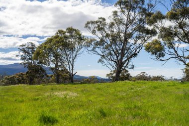 Altın Avustralya Çiftliği, yemyeşil çimleri, tarlada inekleri, sakızlı manzarası var. Geniş Kırsal Araziler ve Avustralya 'da sürdürülebilir yenilenebilir tarım için ilkbaharda