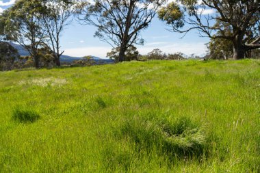 Altın Avustralya Çiftliği, yemyeşil çimleri, tarlada inekleri, sakızlı manzarası var. Geniş Kırsal Araziler ve Avustralya 'da sürdürülebilir yenilenebilir tarım için ilkbaharda