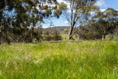 Altın Avustralya Çiftliği, yemyeşil çimleri, tarlada inekleri, sakızlı manzarası var. Geniş Kırsal Araziler ve Avustralya 'da sürdürülebilir yenilenebilir tarım için ilkbaharda