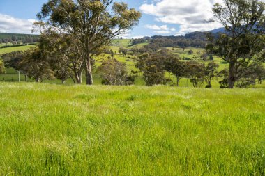 Altın Avustralya Çiftliği, yemyeşil çimleri, tarlada inekleri, sakızlı manzarası var. Geniş Kırsal Araziler ve Avustralya 'da sürdürülebilir yenilenebilir tarım için ilkbaharda