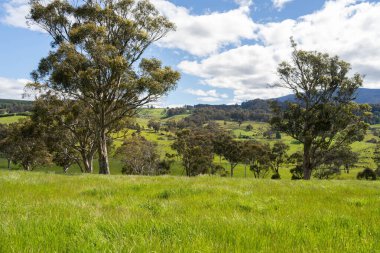 Altın Avustralya Çiftliği, yemyeşil çimleri, tarlada inekleri, sakızlı manzarası var. Geniş Kırsal Araziler ve Avustralya 'da sürdürülebilir yenilenebilir tarım için ilkbaharda