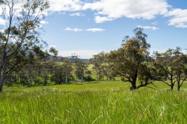 Altın Avustralya Çiftliği, yemyeşil çimleri, tarlada inekleri, sakızlı manzarası var. Geniş Kırsal Araziler ve Avustralya 'da sürdürülebilir yenilenebilir tarım için ilkbaharda