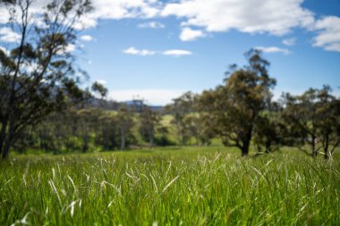 Altın Avustralya Çiftliği, yemyeşil çimleri, tarlada inekleri, sakızlı manzarası var. Geniş Kırsal Araziler ve Avustralya 'da sürdürülebilir yenilenebilir tarım için ilkbaharda