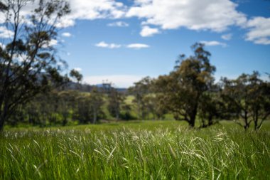 Yenileyici organik çiftçi, ot dokusu örnekleri alıyor ve bir çiftlikteki bitki gelişimine bakıyor. Bir çiftlikte sürdürülebilir tarım uygulaması