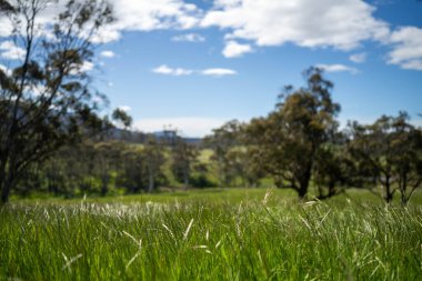 Altın Avustralya Çiftliği, yemyeşil çimleri, tarlada inekleri, sakızlı manzarası var. Geniş Kırsal Araziler ve Avustralya 'da sürdürülebilir yenilenebilir tarım için ilkbaharda