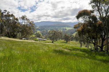Altın Avustralya Çiftliği, yemyeşil çimleri, tarlada inekleri, sakızlı manzarası var. Geniş Kırsal Araziler ve Avustralya 'da sürdürülebilir yenilenebilir tarım için ilkbaharda