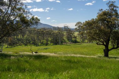 Altın Avustralya Çiftliği, yemyeşil çimleri, tarlada inekleri, sakızlı manzarası var. Geniş Kırsal Araziler ve Avustralya 'da sürdürülebilir yenilenebilir tarım için ilkbaharda