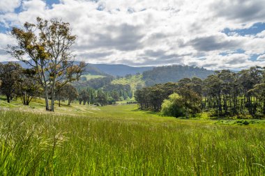 Altın Avustralya Çiftliği, yemyeşil çimleri, tarlada inekleri, sakızlı manzarası var. Geniş Kırsal Araziler ve Avustralya 'da sürdürülebilir yenilenebilir tarım için ilkbaharda