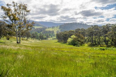 Altın Avustralya Çiftliği, yemyeşil çimleri, tarlada inekleri, sakızlı manzarası var. Geniş Kırsal Araziler ve Avustralya 'da sürdürülebilir yenilenebilir tarım için ilkbaharda