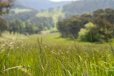 Yenileyici organik çiftçi, ot dokusu örnekleri alıyor ve bir çiftlikteki bitki gelişimine bakıyor. Bir çiftlikte sürdürülebilir tarım uygulaması