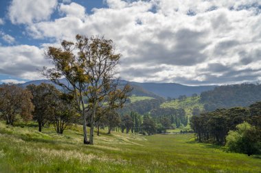 Altın Avustralya Çiftliği, yemyeşil çimleri, tarlada inekleri, sakızlı manzarası var. Geniş Kırsal Araziler ve Avustralya 'da sürdürülebilir yenilenebilir tarım için ilkbaharda