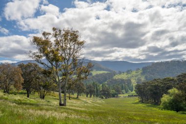 Altın Avustralya Çiftliği, yemyeşil çimleri, tarlada inekleri, sakızlı manzarası var. Geniş Kırsal Araziler ve Avustralya 'da sürdürülebilir yenilenebilir tarım için ilkbaharda