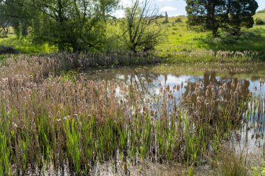Sazlıklarla ve Yeşil Kuşaklılarla Serene Australian Çiftlik Göleti. Avustralya 'da Yenilenebilir Tarım Geleceği İçin Sürdürülebilir Su Yönetimi ve Biyolojik Çeşitliliğin Vurgulanması