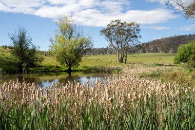 Sazlıklarla ve Yeşil Kuşaklılarla Serene Australian Çiftlik Göleti. Avustralya 'da Yenilenebilir Tarım Geleceği İçin Sürdürülebilir Su Yönetimi ve Biyolojik Çeşitliliğin Vurgulanması