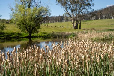 Sazlıklarla ve Yeşil Kuşaklılarla Serene Australian Çiftlik Göleti. Avustralya 'da Yenilenebilir Tarım Geleceği İçin Sürdürülebilir Su Yönetimi ve Biyolojik Çeşitliliğin Vurgulanması