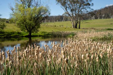 Sazlıklarla ve Yeşil Kuşaklılarla Serene Australian Çiftlik Göleti. Avustralya 'da Yenilenebilir Tarım Geleceği İçin Sürdürülebilir Su Yönetimi ve Biyolojik Çeşitliliğin Vurgulanması