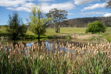Sazlıklarla ve Yeşil Kuşaklılarla Serene Australian Çiftlik Göleti. Avustralya 'da Yenilenebilir Tarım Geleceği İçin Sürdürülebilir Su Yönetimi ve Biyolojik Çeşitliliğin Vurgulanması