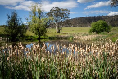 Sazlıklarla ve Yeşil Kuşaklılarla Serene Australian Çiftlik Göleti. Avustralya 'da Yenilenebilir Tarım Geleceği İçin Sürdürülebilir Su Yönetimi ve Biyolojik Çeşitliliğin Vurgulanması