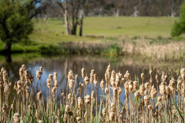 Sazlıklarla ve Yeşil Kuşaklılarla Serene Australian Çiftlik Göleti. Avustralya 'da Yenilenebilir Tarım Geleceği İçin Sürdürülebilir Su Yönetimi ve Biyolojik Çeşitliliğin Vurgulanması