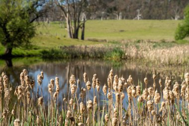 Sazlıklarla ve Yeşil Kuşaklılarla Serene Australian Çiftlik Göleti. Avustralya 'da Yenilenebilir Tarım Geleceği İçin Sürdürülebilir Su Yönetimi ve Biyolojik Çeşitliliğin Vurgulanması