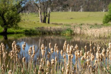 Sazlıklarla ve Yeşil Kuşaklılarla Serene Australian Çiftlik Göleti. Avustralya 'da Yenilenebilir Tarım Geleceği İçin Sürdürülebilir Su Yönetimi ve Biyolojik Çeşitliliğin Vurgulanması