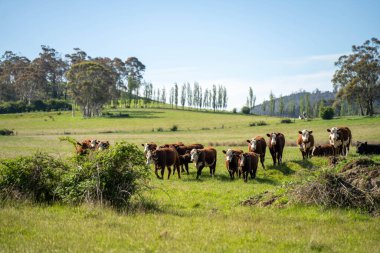 Avustralya 'daki güzel sığırlar ot yer, otlakta otlarlar. Tarımsal bir çiftlikte yetiştirilen sığır sürüsü. İlkbaharda sürdürülebilir tarım