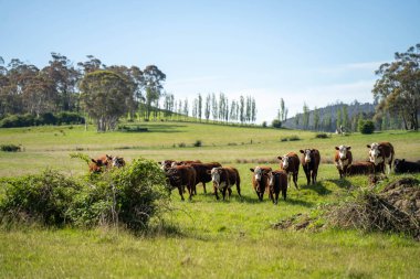 Avustralya 'daki güzel sığırlar ot yer, otlakta otlarlar. Tarımsal bir çiftlikte yetiştirilen sığır sürüsü. İlkbaharda sürdürülebilir tarım