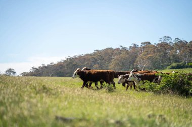 Avustralya 'daki güzel sığırlar ot yer, otlakta otlarlar. Tarımsal bir çiftlikte yetiştirilen sığır sürüsü. İlkbaharda sürdürülebilir tarım