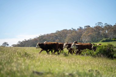 Avustralya 'daki güzel sığırlar ot yer, otlakta otlarlar. Tarımsal bir çiftlikte yetiştirilen sığır sürüsü. İlkbaharda sürdürülebilir tarım