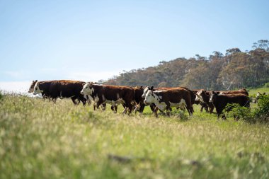 Avustralya 'daki güzel sığırlar ot yer, otlakta otlarlar. Tarımsal bir çiftlikte yetiştirilen sığır sürüsü. İlkbaharda sürdürülebilir tarım