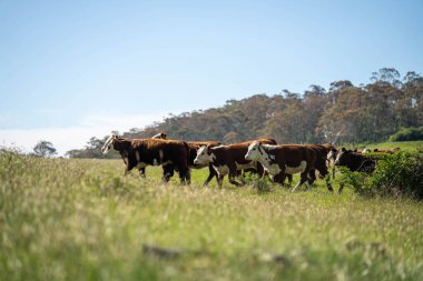 Avustralya 'daki güzel sığırlar ot yer, otlakta otlarlar. Tarımsal bir çiftlikte yetiştirilen sığır sürüsü. İlkbaharda sürdürülebilir tarım