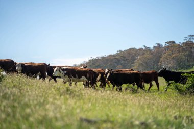 Avustralya 'daki güzel sığırlar ot yer, otlakta otlarlar. Tarımsal bir çiftlikte yetiştirilen sığır sürüsü. İlkbaharda sürdürülebilir tarım