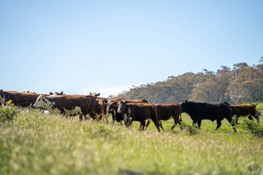 Avustralya 'daki güzel sığırlar ot yer, otlakta otlarlar. Tarımsal bir çiftlikte yetiştirilen sığır sürüsü. İlkbaharda sürdürülebilir tarım
