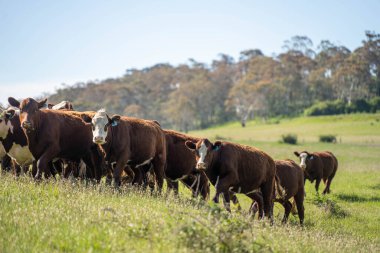 Avustralya 'daki güzel sığırlar ot yer, otlakta otlarlar. Tarımsal bir çiftlikte yetiştirilen sığır sürüsü. İlkbaharda sürdürülebilir tarım