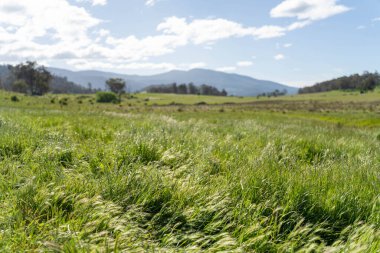Green Pasture çiftliği sürdürülebilir tarım yapıyor Avustralya 'da yenilenebilir çiftliğin geleceği. Sağlıklı Toprak Yönetimi, Çevre Yönetimi ve Kırsal Peyzaj Gösterimi
